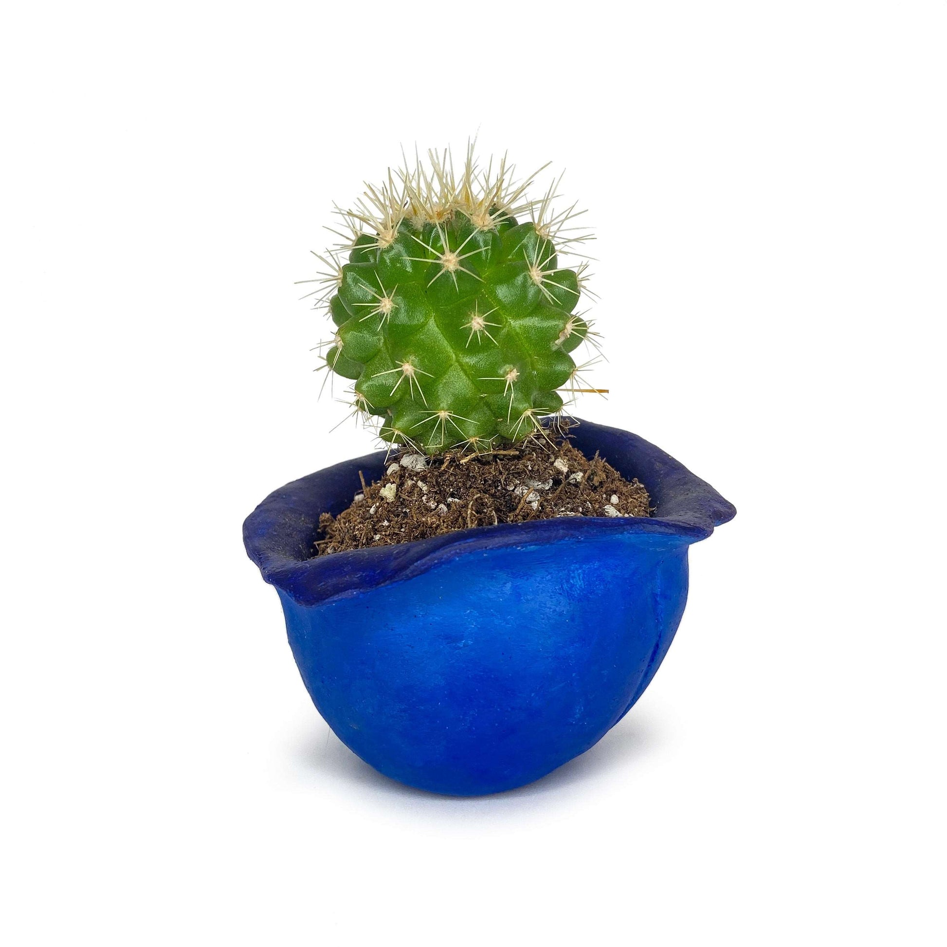 blueberry plant pot Lil' Blueberry Pot – queenkelthecreator