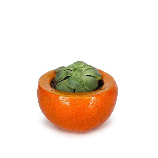 Lil' Clementine Pot