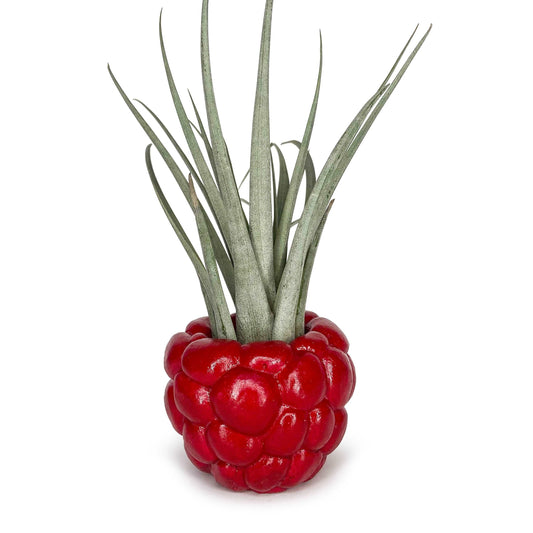 Lil' Raspberry Pot